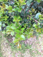 Luma apiculata