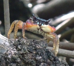 Goniopsis pulchra