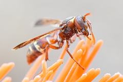 Polistes badius