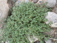 Euphorbia albomarginata