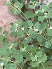 Euphorbia albomarginata