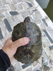 Trachemys scripta elegans
