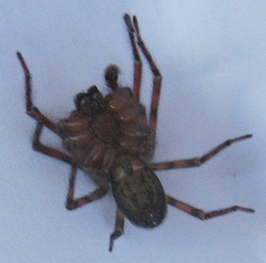 Amaurobiidae