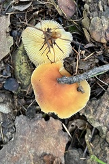 Gymnopus ocior