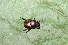Onthophagus fracticornis