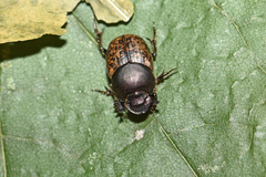 Onthophagus fracticornis