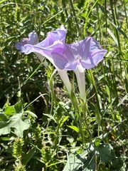 Ipomoea lindheimeri