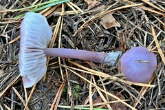 Mycena pura