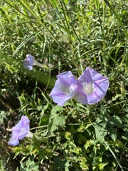 Ipomoea lindheimeri