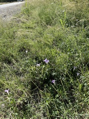 Ipomoea lindheimeri