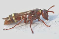 Polistes badius