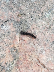 Eilema lurideola