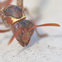 Polistes badius