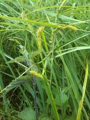 Carex atherodes