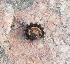 Eilema lurideola