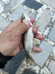 Ctenopharyngodon idella