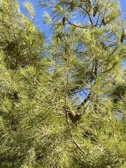 Pinus halepensis