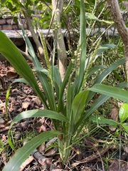 Panicoideae
