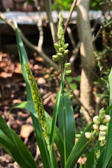 Panicoideae