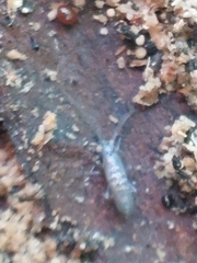 Tomocerinae