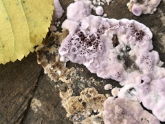 Chondrostereum purpureum