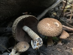 Lacrymaria echiniceps