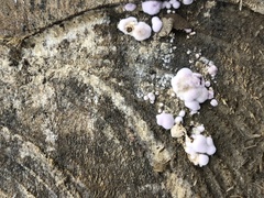 Chondrostereum purpureum