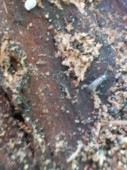 Tomocerinae