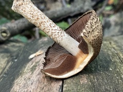 Lacrymaria echiniceps