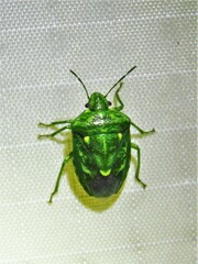 Banasa euchlora