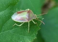 Piezodorus lituratus