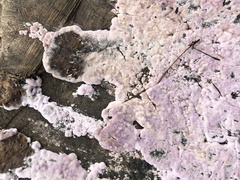 Chondrostereum purpureum