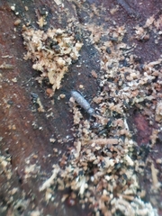 Tomocerinae
