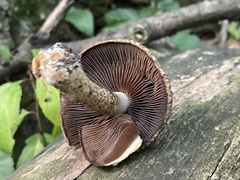 Lacrymaria echiniceps