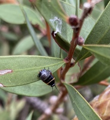 Ellipsidion