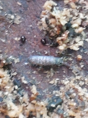 Tomocerinae