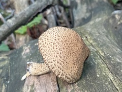 Lacrymaria echiniceps