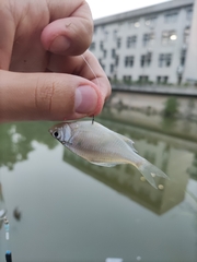 Acheilognathus macropterus