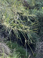 Acacia stenophylla
