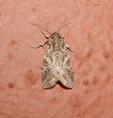 Spodoptera litura