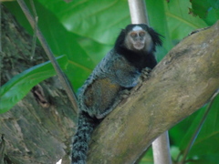 Callithrix penicillata