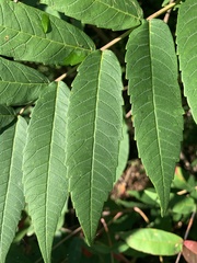 Rhus typhina