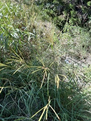 Bothriochloa