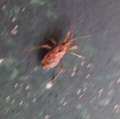 Himacerus mirmicoides