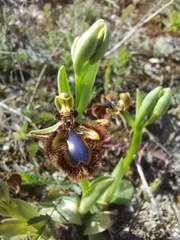 Ophrys speculum