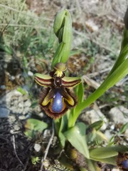 Ophrys speculum