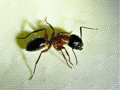 Camponotus texanus