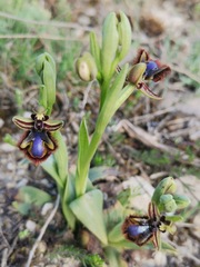 Ophrys speculum