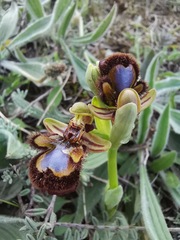 Ophrys speculum