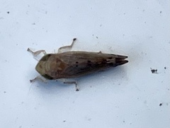 Synophropsis lauri